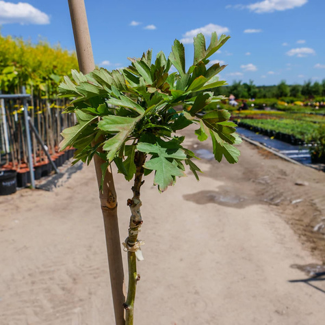 Głóg kulisty jednoszyjkowy szczepiony