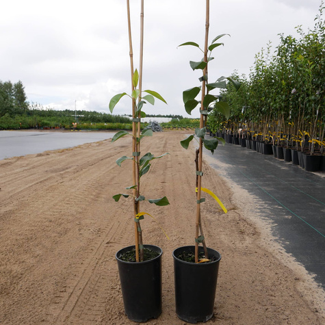 Grusza Klapsa Faworytka w doniczce