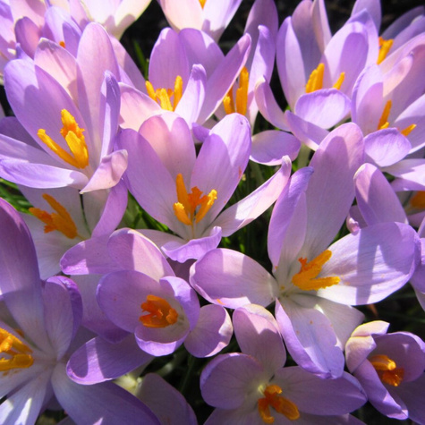 Krokus wiosenny Queen of the Blues jasnofioletowy