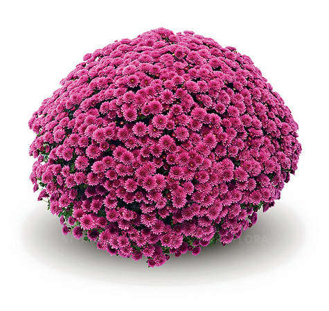 Chryzantema drobnokwiatowa fioletowa DUŻA DONICA