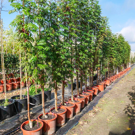 Jarząb kolumnowy Autumn Spire
