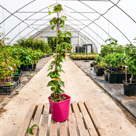 Powojnik Clematis 'Innocent Blush'