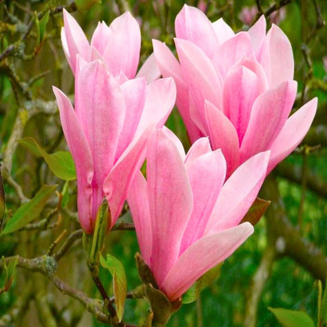 Magnolia Heaven Scient (C2)