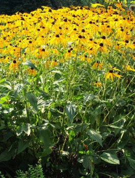 Rudbekia błyskotliwa