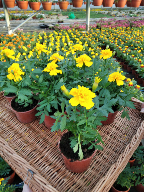 Aksamitka Aksamitki Byczek żółta niska Odstrasza Komary