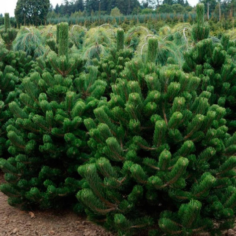 Sosna czarna Oregon Green szczepiona