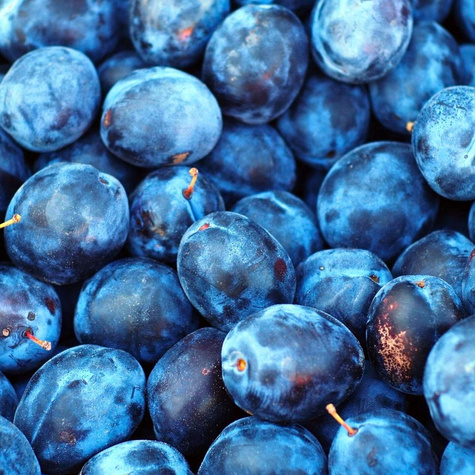 Śliwa Yoganta Plant Pack