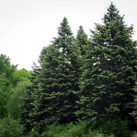 Świerk kłujący Apache