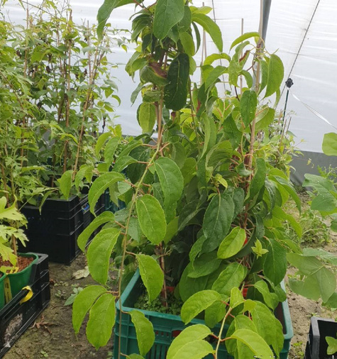 MINI KIWI Aktinidia Rogów (C2)