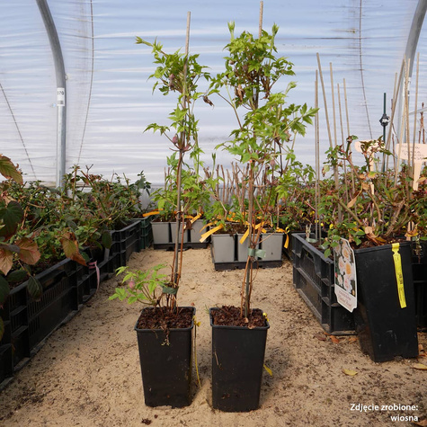 Powojnik Clematis botaniczny Markham's Pink