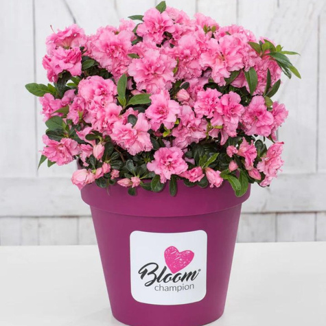 Mini Azalia BloomChampion Różowa powtarzająca kwitnienie (C2)