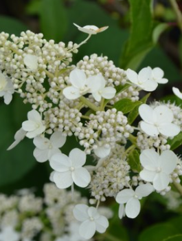 Hortensja Prim White szczepiona na pniu