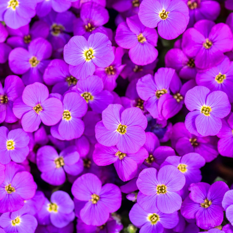 Żagwin ogrodowy fioletowy Axcent Deep Purple