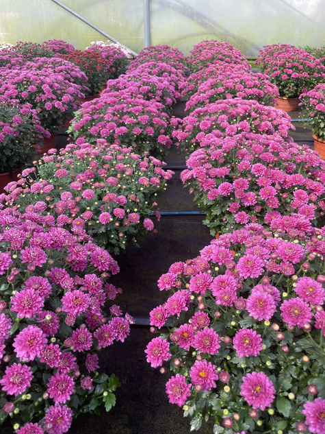 Chryzantema drobnokwiatowa fioletowa DUŻA DONICA