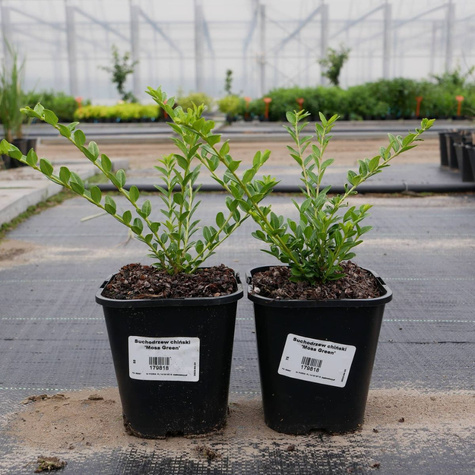 Suchodrzew chiński 'Moss Green' (C2)