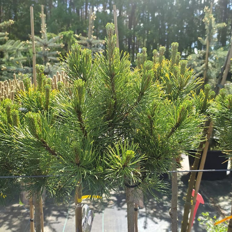 Sosna górska Schweizer Tourist Pa