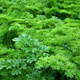 Pietruszka naciowa kędzierzawa Moss Curled 5g