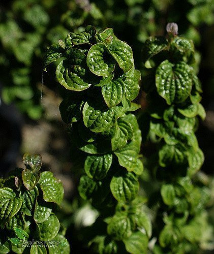 Dereń biały Hessei rzadki okaz