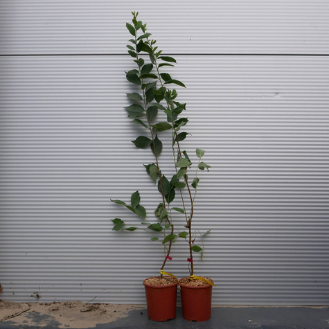 Wiśnia kosmata Czerwony Ninja (C2)