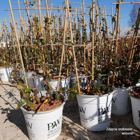 Pigwowiec okazały Mango Storm Pa60 (C2)