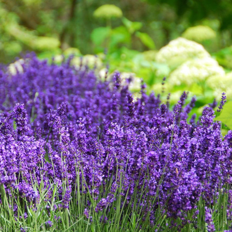 Lawenda wąskolistna Vienco Blue