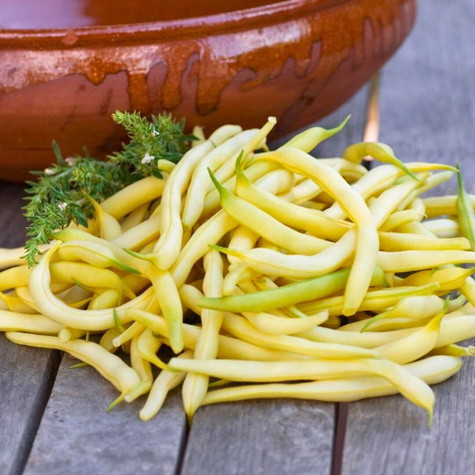 ZESTAW ALLEGRO Fasola szparagowa żółta karłowa bezłykowa Złota Saxa 40+8g