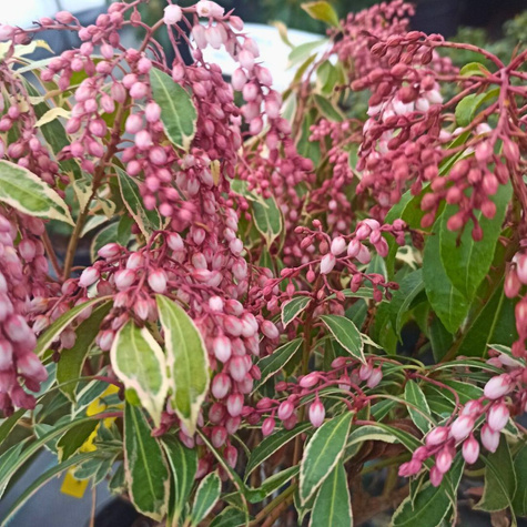 Pieris japoński Ralto (C2)