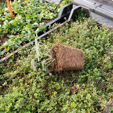 Orlik pospolity mieszanka kolorów i form (C2)