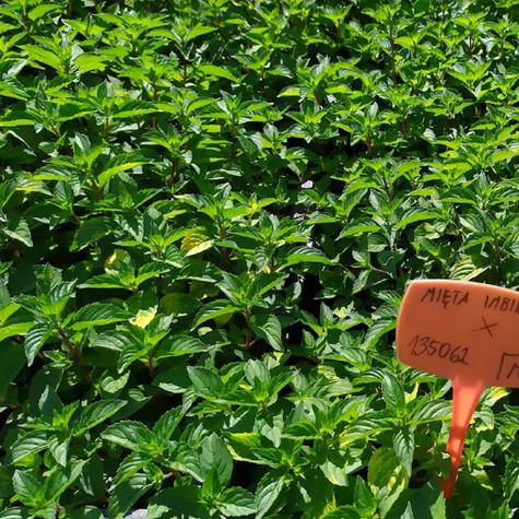 Mięta imbirowa (C2)