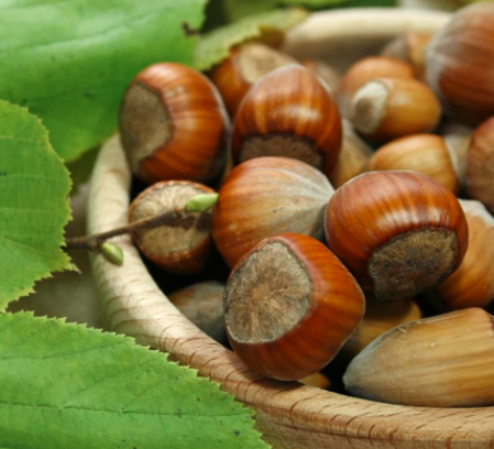 Orzech laskowy Bergera Plant Pack