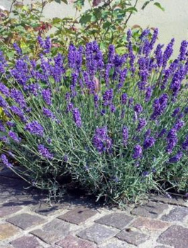 Zestaw Lawenda wąskolistna Hidcote Blue 6 szt