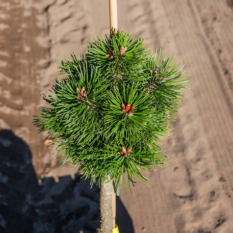 Sosna kosodrzewina Gnom