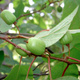 MINI KIWI Aktinidia "Lucy'' żeńska