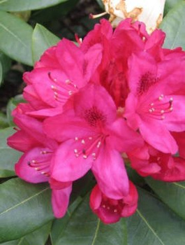 Rododendron Różanecznik Nowa Zembla czerwony (C2)