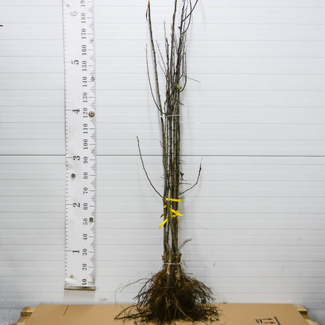 Śliwa Najwcześniejsza Fioletowa Plant Pack