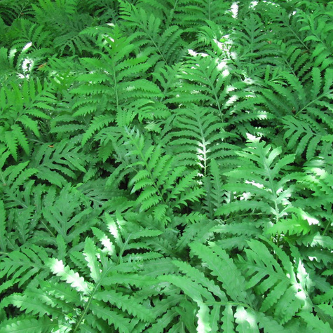 Paproć Onoklea wrażliwa