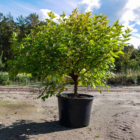 Pęcherznica kalinolistna Dart's Gold (C20)