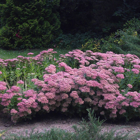 Rozchodnik okazały Brillant (C2)