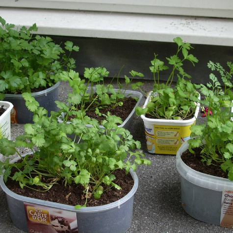 Zestaw Nasiona Ziół Aromatyczne Przyprawy 10 Opakowań Znaczniki