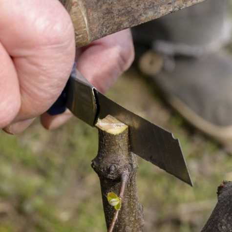 Podkładka Brzoskwini Siewka Rakoniewicka Silnie Rosnąca Plant Pack