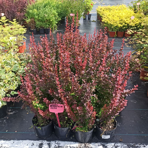 Berberys Thunberga Helmond Pillar (C2)
