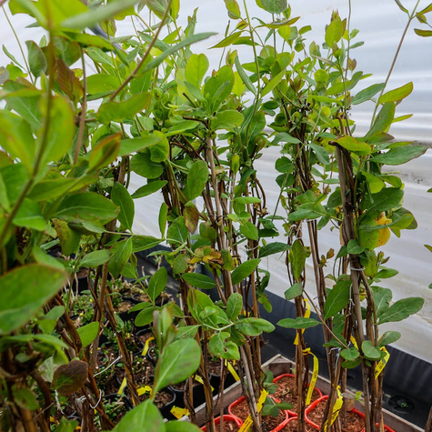 Wiciokrzew hecrota American Beauty pachnący (C2)