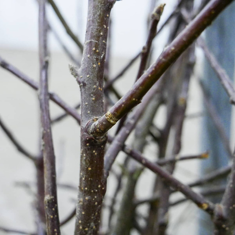 Jabłoń Fantazja Plant Pack