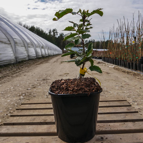 Mahonia pospolita (C2)