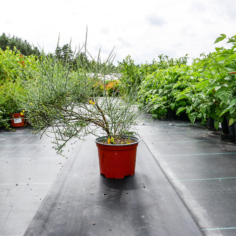 Janowiec lidyjski (C2)