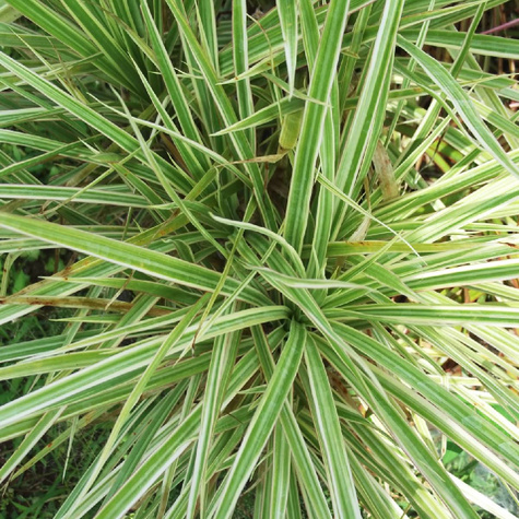 Turzyca japońska pstrolistna Variegata (C2)