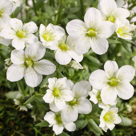 Skalnica Marto White (C2)