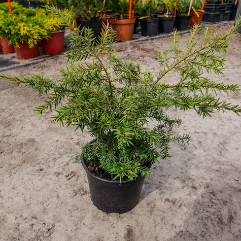 Choina Kanadyjska (C2)