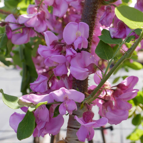 Robinia Akacjowa Akacja Fioletowa Szczepiona Na Pniu Miododajna