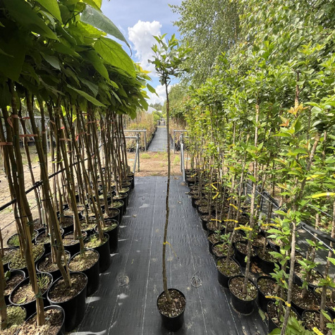 Wiśnia osobliwa Prunus eminens Umbraculifera